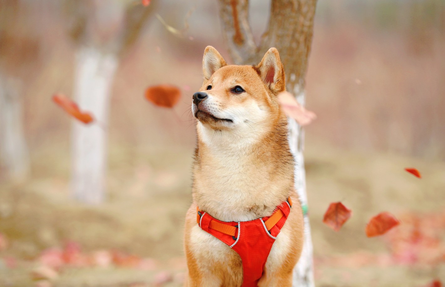Shiba Inu (SHIB) Team Releases Another Metaverse Update