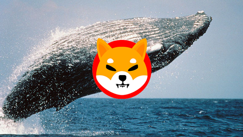 Shiba Inu Whales Buy 33.4 Billion SHIB in 30 Minutes
