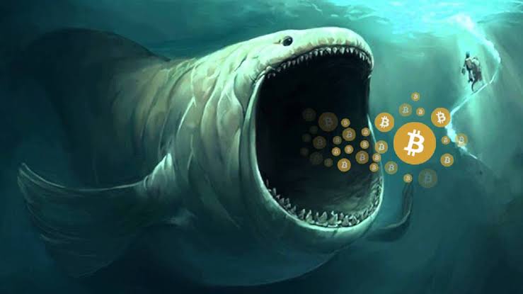 Bitcoin Whales Drive Price Surge