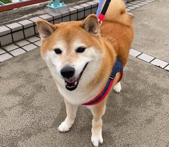 Iconic Shiba Inu 'Cheems' Passes Away After Battling Cancer