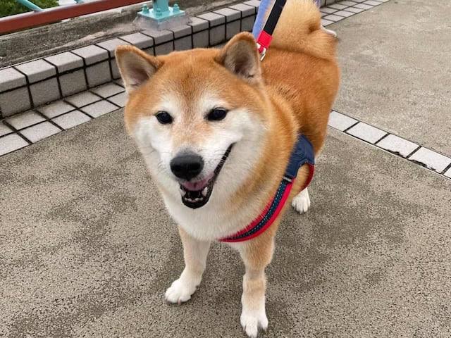 Iconic Shiba Inu ‘Cheems’ Passes Away After Battling Cancer